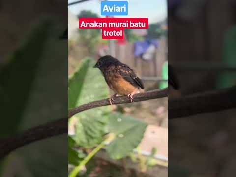 murai batu trotol anakan di aviari