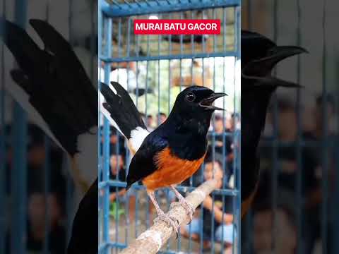 MURAI BATU GACOR
