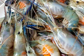 mancing-udang-galah,-berikut-piranti,-umpan,-tips-&-teknik-mancing