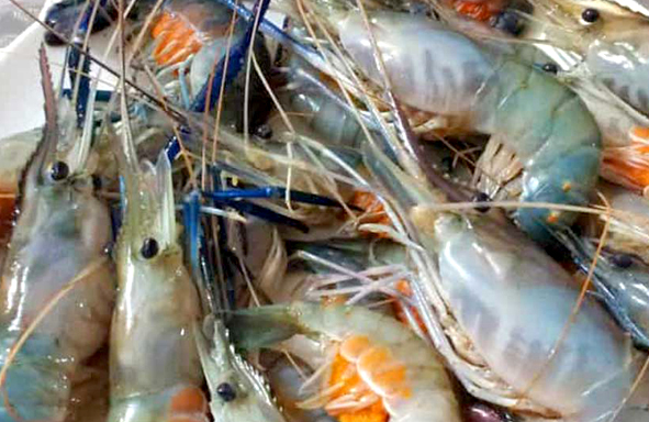 mancing-udang-galah,-berikut-piranti,-umpan,-tips-&-teknik-mancing