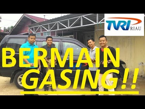 [LIPUTAN TVRI RIAU KERRI]- Cara Bermain Gasing Tradisional