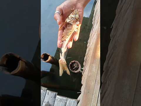 Ikan Ini Sudah Kehabisan Daging  #youtubeshorts #mancing #fishing