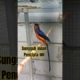 Murai avatar gold #muraibatu #burung #muraibatugacor #kicaumania