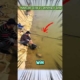 Mancing mania | Mancing ikan palah di samperin ikan #mancing #ikan #shortvideo