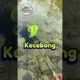 Kalau nyerok tapi gak dapat ikan, kamu pilih apa? #fishing #mancing #ikan #mancingmania #shorts
