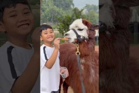 Kicau kicau – Kicau Mania #kicaumania#badut#kicaumanianusantara#joget#funny#dance#viral#virals#virus