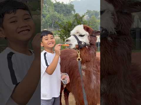 Kicau kicau – Kicau Mania #kicaumania#badut#kicaumanianusantara#joget#funny#dance#viral#virals#virus