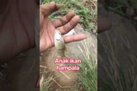 strike ikan hampala #strike #ikanhampala #mancing #mancingmania #mancingliar