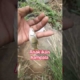 strike ikan hampala #strike #ikanhampala #mancing #mancingmania #mancingliar