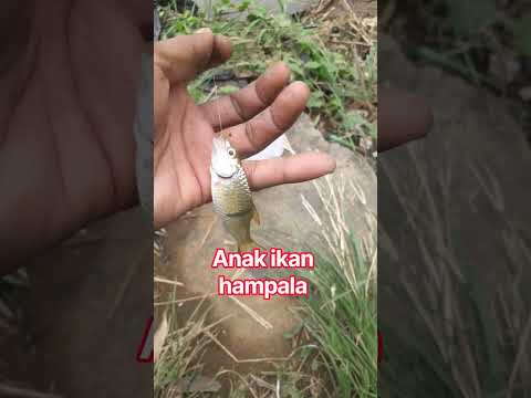 strike ikan hampala #strike #ikanhampala #mancing #mancingmania #mancingliar