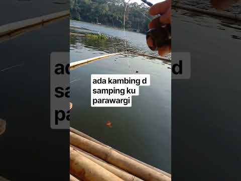 #sound nyampe kaget d samping ku kirain g ada kambing🤭