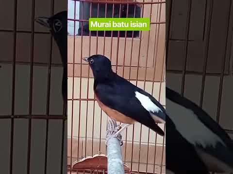 MURAI BATU FULL ISIAN MATERI