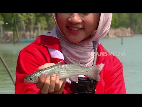 Parade Strike Ikan Belanak | MANCING MANIA STRIKE BACK (23/08/26) P3