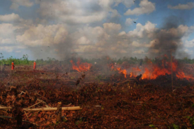 sudah-semestinya-gambut-itu-lahan-basah