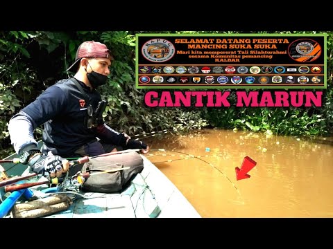 KATEGORI LANGKA !!! TURNAMEN MANCING UDANG GALAH RAPUG KE-3 KALIMANTAN BARAT
