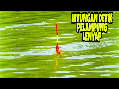 Umpan Mancing Ikan Nila Paling Ampuh (bisa untuk semua jenis ikan) umpan super jitu,ampuh,gacor