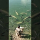 Sempat Ngamuk‼️ Menangkap Ikan Monster #mancing #fishing #fyp #viral #shorts #trending #reels