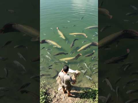 Sempat Ngamuk‼️ Menangkap Ikan Monster #mancing #fishing #fyp #viral #shorts #trending #reels
