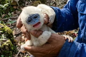 terkepung-karhutla-ciremai,-bayi-surili-akhirnya-kembali-ke-pelukan-induknya