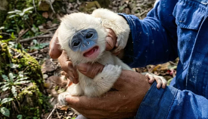 terkepung-karhutla-ciremai,-bayi-surili-akhirnya-kembali-ke-pelukan-induknya