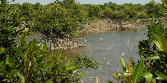 Bukan Cuma Penahan Abrasi, Riset Ungkap 9 Mangrove Aceh Berpotensi Jadi Obat