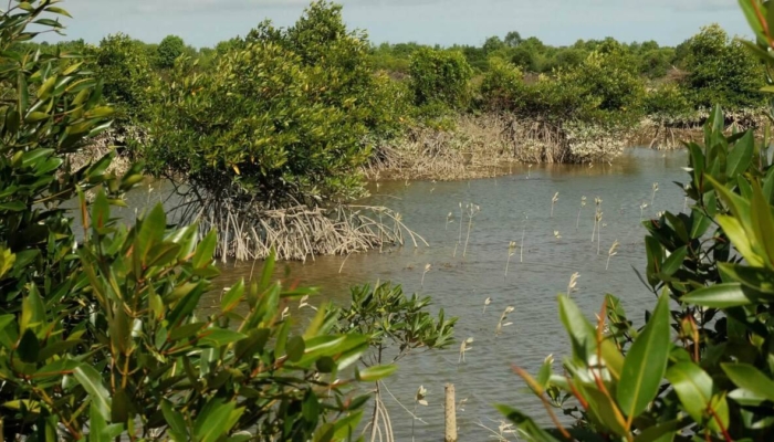 bukan-cuma-penahan-abrasi,-riset-ungkap-9-mangrove-aceh-berpotensi-jadi-obat