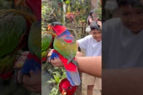 Kicau kicau – Kicau Mania #kicaumania#badut#kicaumanianusantara#joget#funny#dance#viral#virals#virus