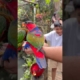 Kicau kicau – Kicau Mania #kicaumania#badut#kicaumanianusantara#joget#funny#dance#viral#virals#virus