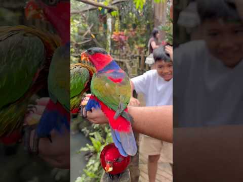 Kicau kicau – Kicau Mania #kicaumania#badut#kicaumanianusantara#joget#funny#dance#viral#virals#virus