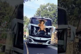 (JJ KICAU MANIA) KIDS PANDA x TAKUMI x MAHESWARA #jjbusartis#
