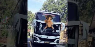 (JJ KICAU MANIA) KIDS PANDA x TAKUMI x MAHESWARA #jjbusartis#