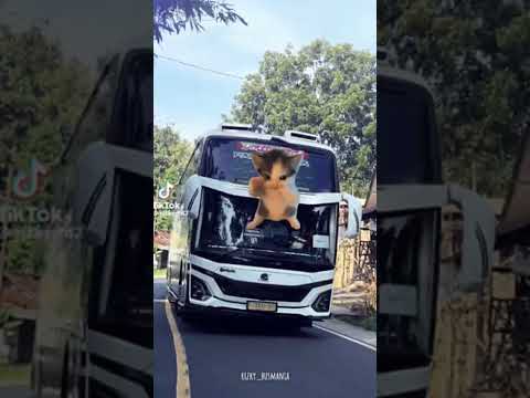 (JJ KICAU MANIA) KIDS PANDA x TAKUMI x MAHESWARA #jjbusartis#