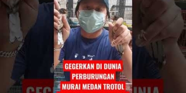 TURUN HARGA – TROTOL MURAI GEMBLING CUKUP 320RB SAJA, STOK AMBYAR BEBAS PILIH