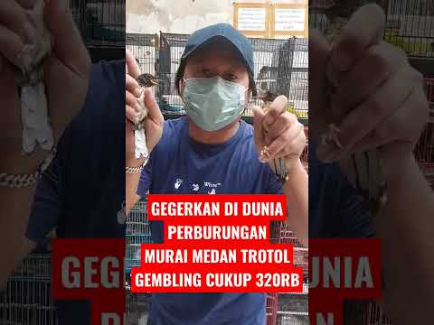 TURUN HARGA – TROTOL MURAI GEMBLING CUKUP 320RB SAJA, STOK AMBYAR BEBAS PILIH