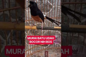 MURAI BATU UDAH BOCOR #murai #muraibatumedan #muraibatuindonesia #muraibetina #muraifighter #burung