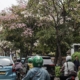 bunga-tabebuya-di-cikini,-pembawa-nuansa-musim-semi-jepang-di-tengah-hiruk-pikuk-jakarta