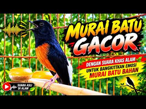 🔴 LIVE MURAI BATU GACOR NONSTOP 🔥 NGEROL PANJANG, FULL ISIAN, SUARA TEMBUS | KICAU MANIA