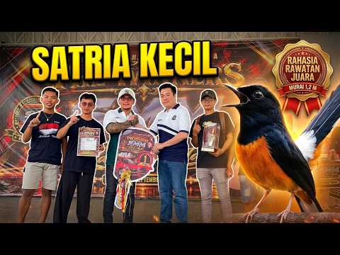 Bongkar Rahasia Perawatan Harian Murai Batu Satria Kecil Senilai Miliaran Rupiah